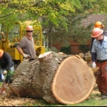 tree cutting close up